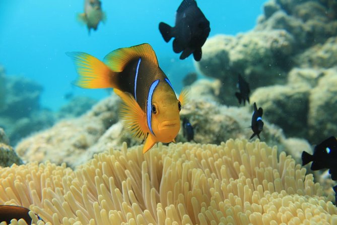 Aqua Safari Introductory Helmet Dive (Underwater Walk) - Common Questions