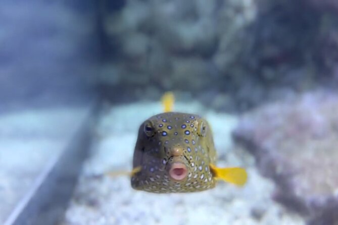 Aquarium of Genoa Reserved Entrance - Visitor Experiences and Feedback