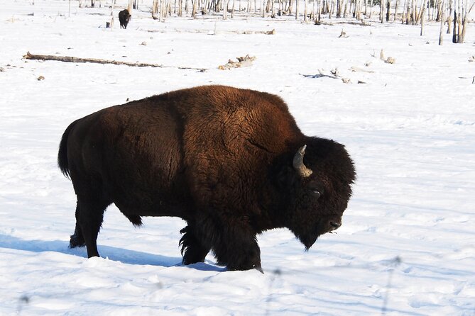 Arctic Day: Yukon Wildlife Half Day Viewing Tour - The Sum Up