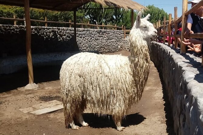 Arequipa 4 Hrs City Tour, Campiña, Viewpoints and Sabandia Mill - Common Questions