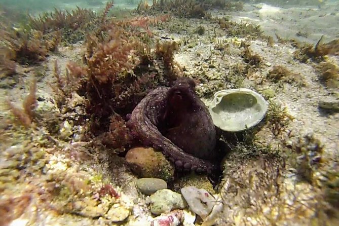 Arrábida Snorkeling Adventure With Transfer From Lisbon - Meeting Point and Departure