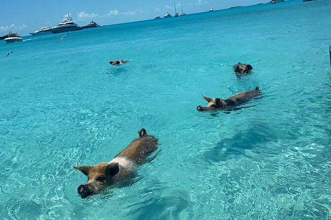 Bahamas: Exuma Cays and Swimming Pigs Powerboat Tour  - New Providence Island - Highlights of Allens Cay