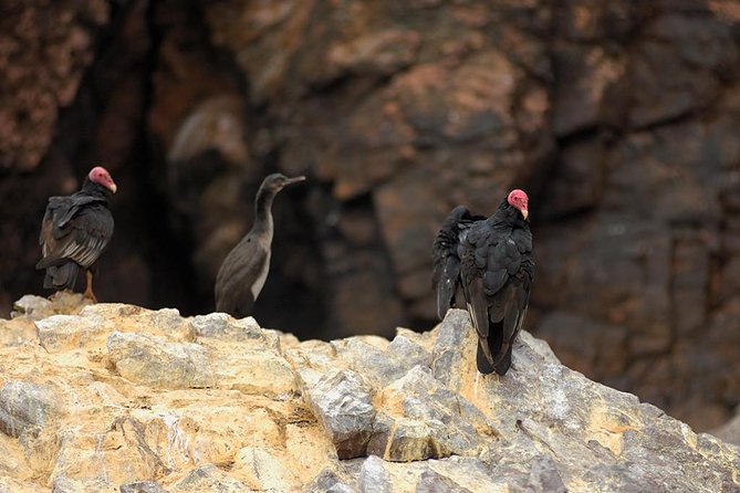 Ballestas Islands for Cruise Ship Passenger Paracas Harbour - Safety Guidelines and Tips for Visitors
