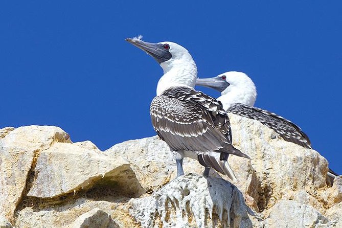 Ballestas Islands Group Tour From San Martin Port - Cancellation Policy