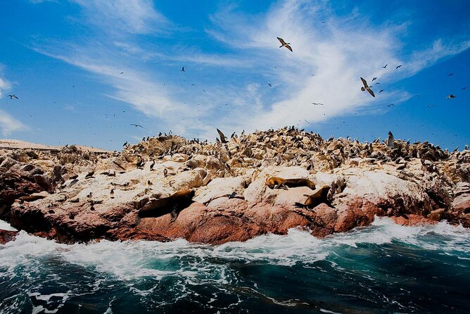 Ballestas Islands & National Reserve of Paracas From Ica - Cancellation Policy and Traveler Reviews