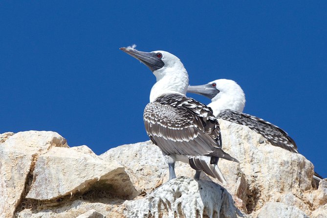 Ballestas Islands Tour From Pisco - Reviews and Additional Information