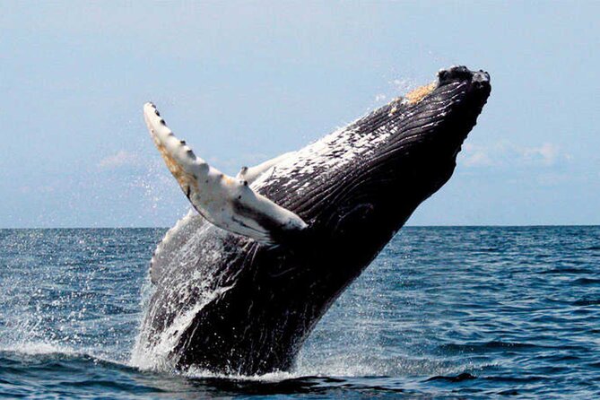 Banderas Bay Small-Group Whale Watching Tour From Sayulita - Cancellation Policy