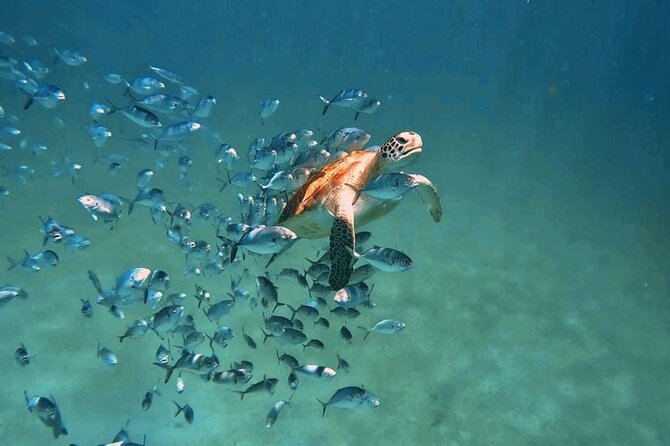 Barbados Beach Lounger & Turtle Snorkel Combo Carlisle Bay - Customer Recommendations and Dissatisfaction