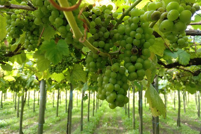 Basque Country Wine and Cheese Tasting Tour From San Sebastián  - San Sebastian - Cancellation Policy
