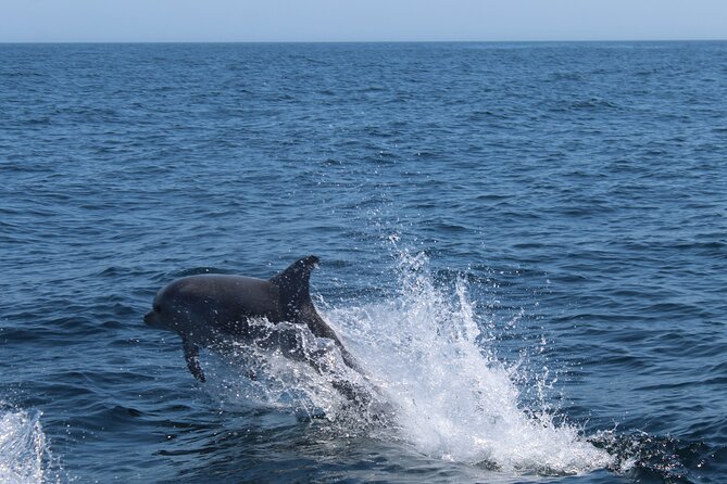 Benagil Caves and Dolphins Tour - Salema Beach - Common Questions