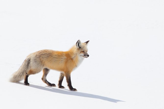 Best of Jackson Hole Wildlife Safari Tour - The Sum Up