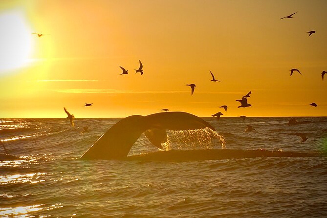 Big Whales & Puffins RIB Boat Tour From Húsavík - Additional Information