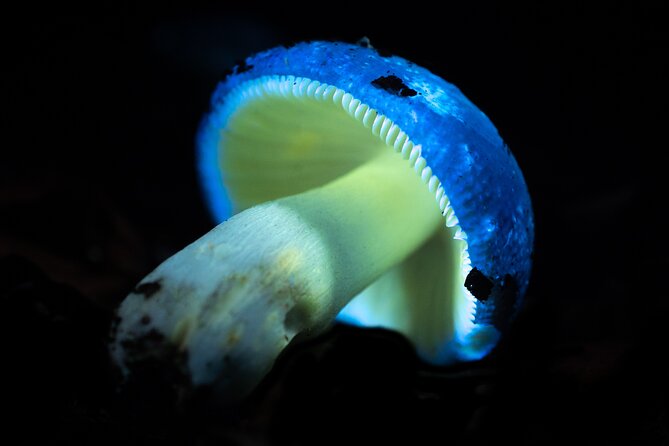 Biofluorescent Night Walk in Norfolk - Best Locations for Biofluorescent Night Walks in Norfolk