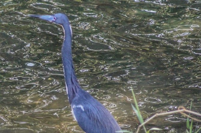 Bird Watching Tours - Additional Information