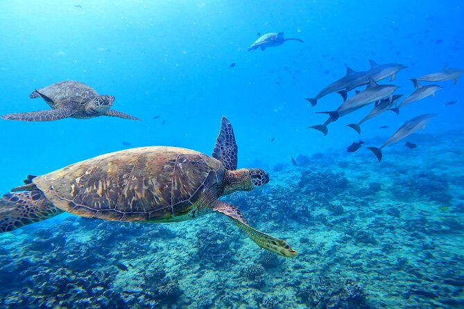 [Blue Ocean Snorkeling] Waikiki Turtle Canyon Snorkeling 6 in 1 - Snorkeling Experience