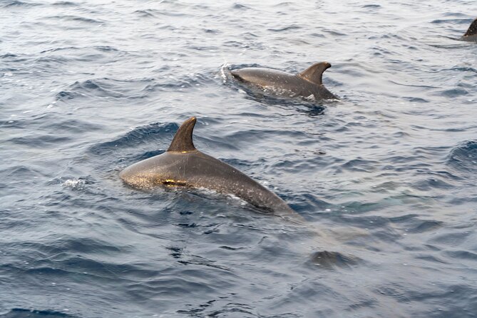 Boat Tour: Cave Tour on The North Coast - Reviews and Ratings