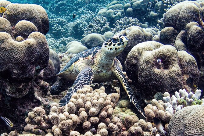 Boat Trip for Snorkeling Discovery of Corals - Additional Resources and Information