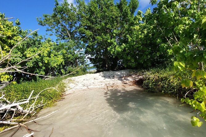 Boat Trip Visit Mangroves, Islets and Lagoon - The Sum Up