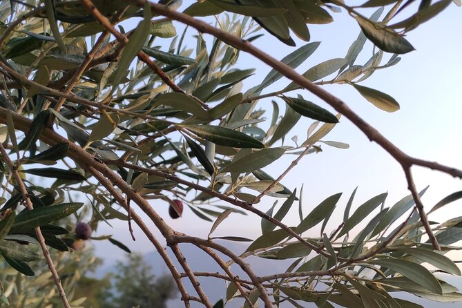 Bodrum Rustic Lunch and Olive Tasting Tour - Practical Information