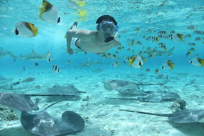 Bora Bora 4WD Tour & Eco Shark & Ray Snorkel Cruise - Organization and Potential Improvements