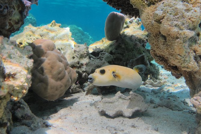 Bora Bora Lagoon Snorkeling Tour by Private Boat - Snorkeling Spots