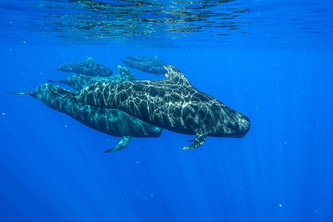 Bora Bora Private Half-Day Whale-Watching Tour - Pricing