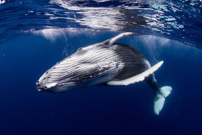 Bora Bora Whale Watching - The Sum Up