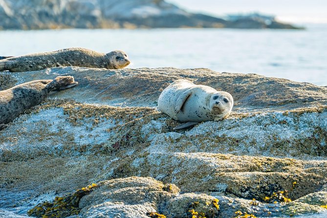 Bowen Island Dinner and Zodiac Boat Tour by Vancouver Water Adventures - The Sum Up