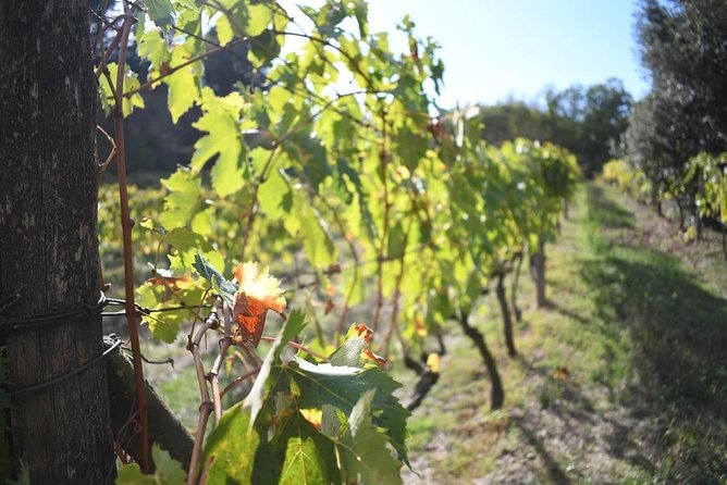 Brunello Vineyards Bus Tour - Reviews