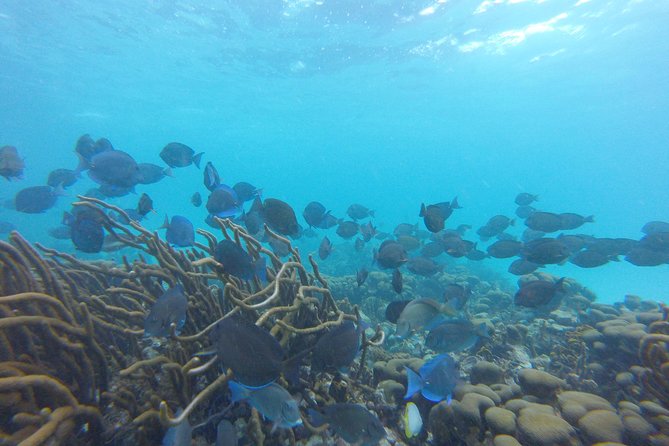 Buccoo Reef and Nylon Pool Adventure - Reviews and Ratings