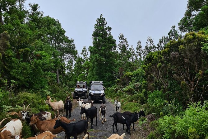 BUGGY TOUR - West / Center of the Island (Off-Road) - The Sum Up