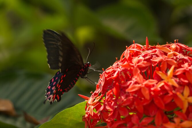 Butterfly Sanctuary Guided Tour in Puerto Vallarta - Traveler Photos and Reviews