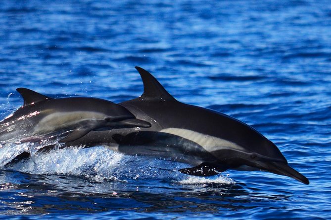 Cabo Group Whale Watching Tour - Incl FREE Photos & Whale Sightings Guarantee - Meeting Point and Pickup Location