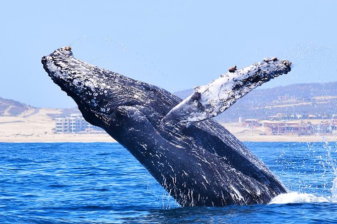 Cabo Private Whale Watching Tour - Incl FREE Photos & Whale Sightings Guarantee - Free Souvenir Photographs Included