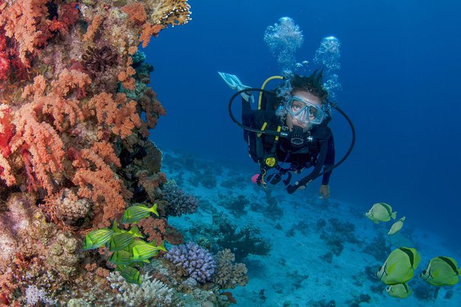 Cabo San Lucas Beginner Scuba Diving Experience - Pricing and Booking Information