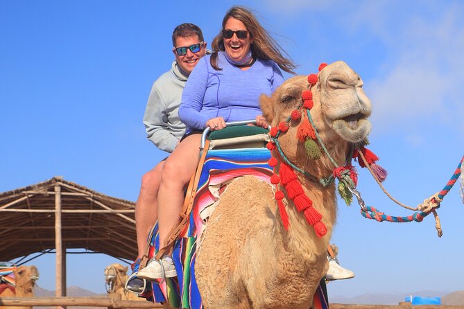 Cabo San Lucas: Camel Ride on the Beach - Overall Experience and Pricing
