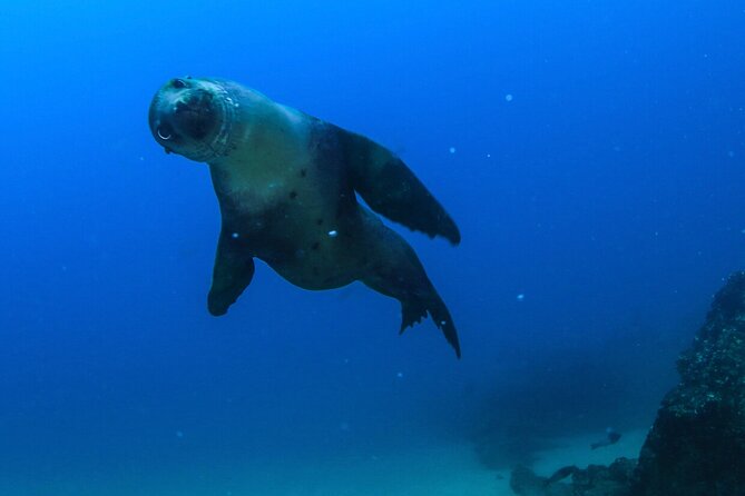 Cabo San Lucas Private Snorkeling Tour - Accessibility Information