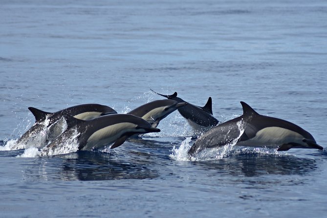 Cabo Wildlife SAFARI - Reviews and Ratings