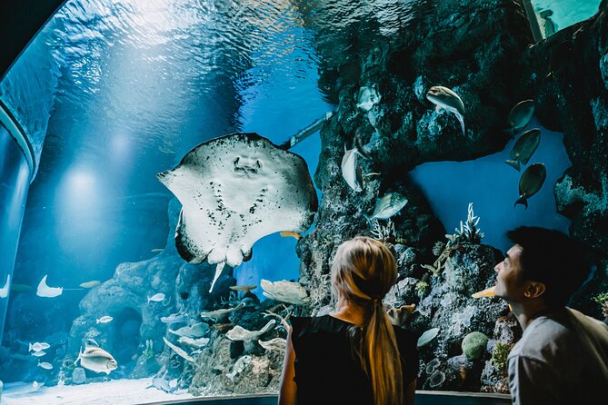 Cairns Aquarium by Sunrise - Tips for Visiting Cairns Aquarium at Sunrise