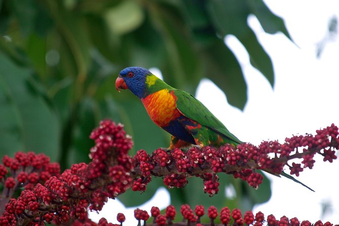 Cairns Reef/Rainforest : Daintree Rainforest & Great Barrier Reef - Reviews