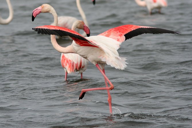 Camargue Small-Group Day Trip From Avignon - Price and Additional Information
