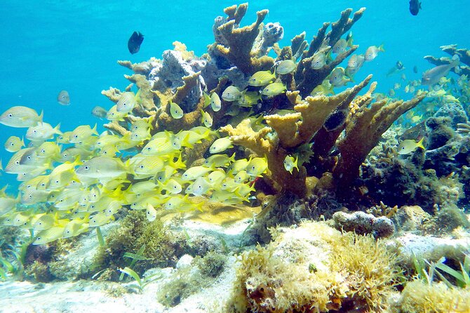 Cancun Snorkeling Adventure: Underwater Museum, Reef & Shipwreck - Positive Service Feedback and Customer Testimonials