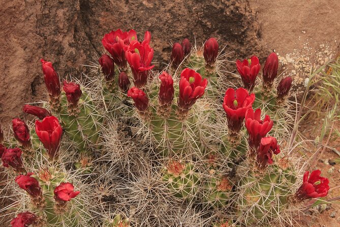 Canyonlands National Park Needles District by 4x4 - Tour Highlights