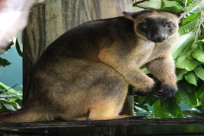 Cape Tribulation and Daintree Wilderness Day Tour in Cairns - Common Questions