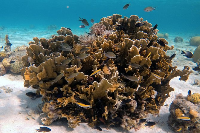 Certified Scuba Diving in Curacao - The Sum Up