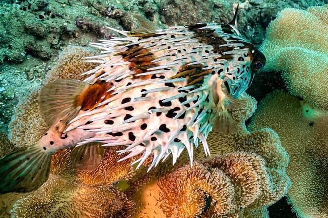 Cham Island Trip by Speed Boat Including Snorkeling From Hoi an or Da Nang - Pricing