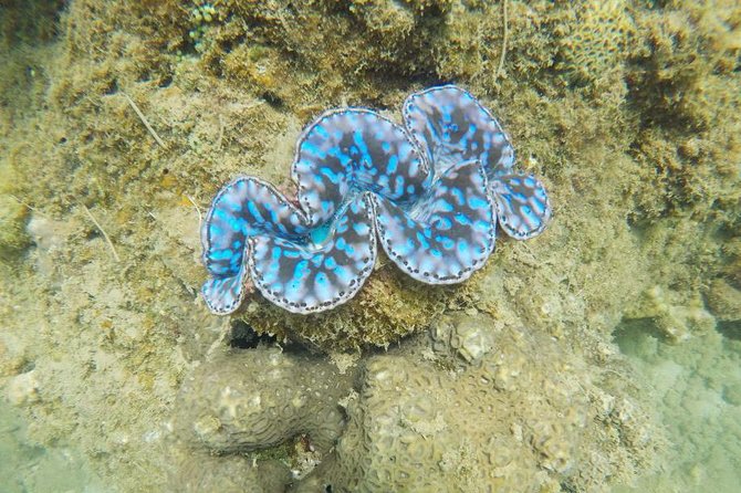 Cham Islands Snorkeling Tour by Wooden Boat From Hoi an - Cancellation Policy