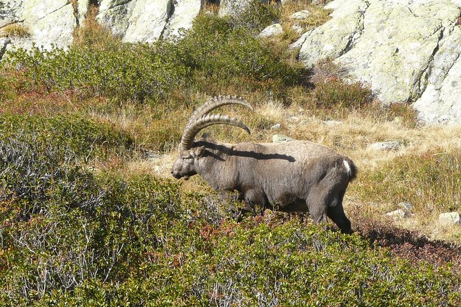 Chamois Observation - Hiking Day - Chamois Behavior and Habitat