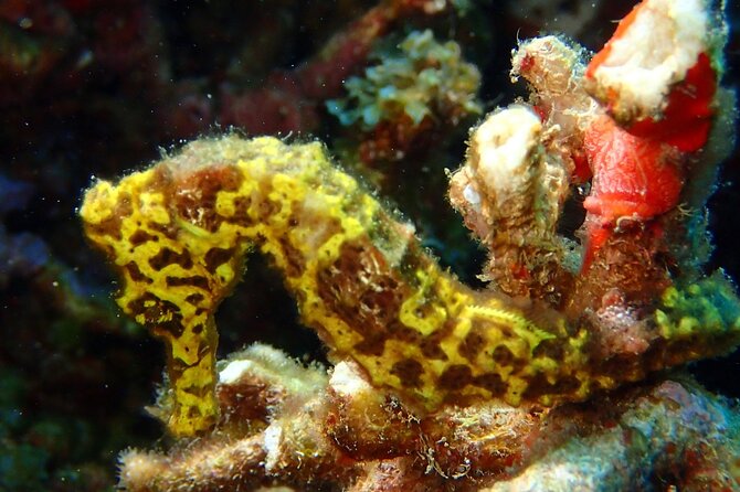 Champagne Reef, Bubble Beach and Scotts Head Snorkeling Tour by Boat in Dominica - Feedback From Seniors