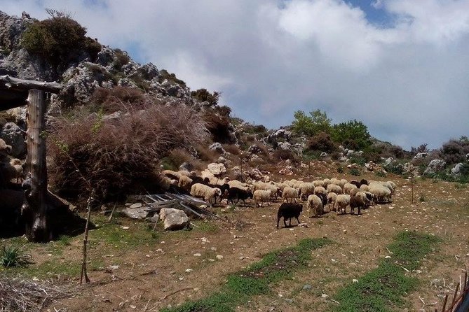 Chania Shore Excursion to the White Mountains - Cancellation Policy and Refund Information